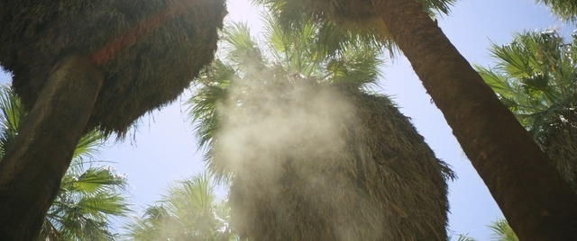 Video Reference: Tree, Woody plant, Plant, Branch, Palm tree, Arecales, Jungle