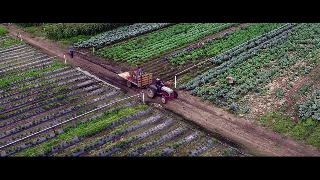 Video Reference: Field, Farm, Agriculture, Soil, Rural area, Plantation, Crop, Farmworker, Grass family, Plant