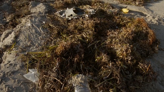 Video Reference: Soil, Grass, Plant, Straw, Rock, Hay