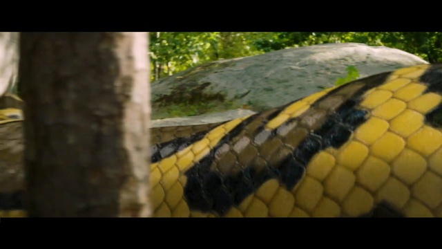 Video Reference: fauna, yellow, vertebrate, wildlife, reptile, scaled reptile, organism, elapidae, beak, snake