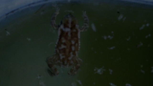 Video Reference: Marine biology, Organism, Underwater, Amphibian