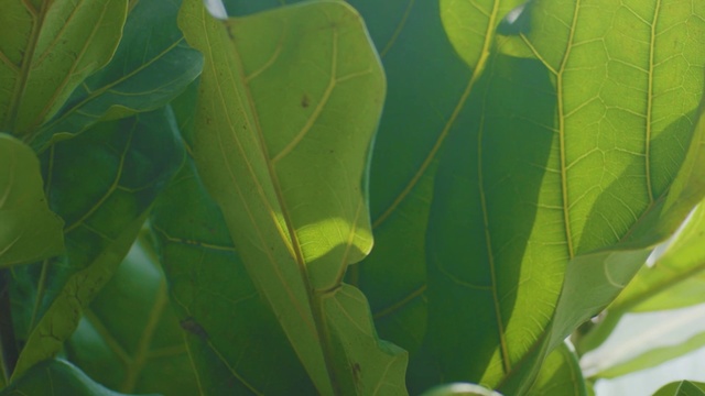 Video Reference: Leaf, Green, Flower, Plant, Organism, Botany, Tree, Close-up, Plant stem, Flowering plant