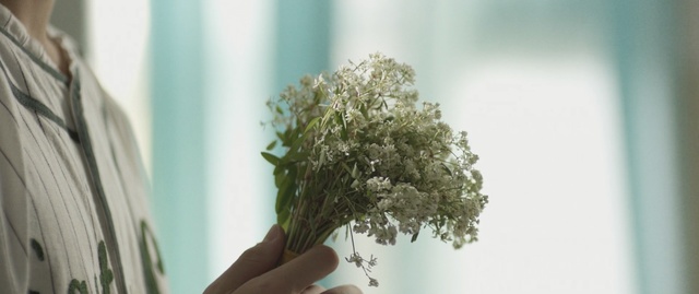 Video Reference: plant, flora, tree, leaf, houseplant, branch, twig, flowerpot, flower, herb