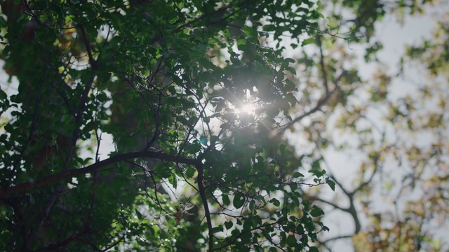 Video Reference: Tree, Nature, Branch, Sunlight, Green, Natural environment, Vegetation, Light, Leaf, Plant