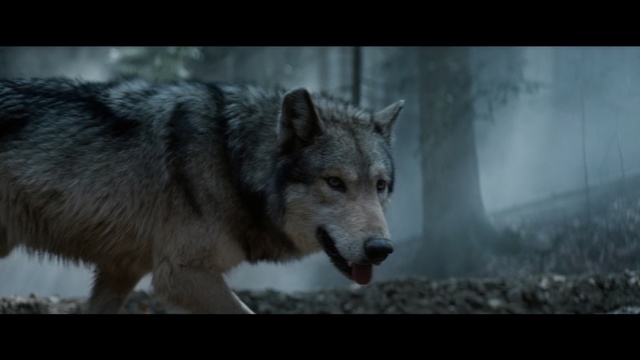 Video Reference: Mammal, Vertebrate, Wolf, Canis lupus tundrarum, Canidae, Wildlife, Canis, Wolfdog, Czechoslovakian wolfdog, Snout, Animal, Dog, Looking, Standing, Walking, Front, Sheep, Black, Brown, White, Large, Snow, Cat, Bear, Water, Field, Street, Carnivore, Sled dog, Sakhalin husky, Greenland dog, Northern inuit dog, Alaskan malamute, Native american indian dog, Seppala siberian sleddog, West siberian laika