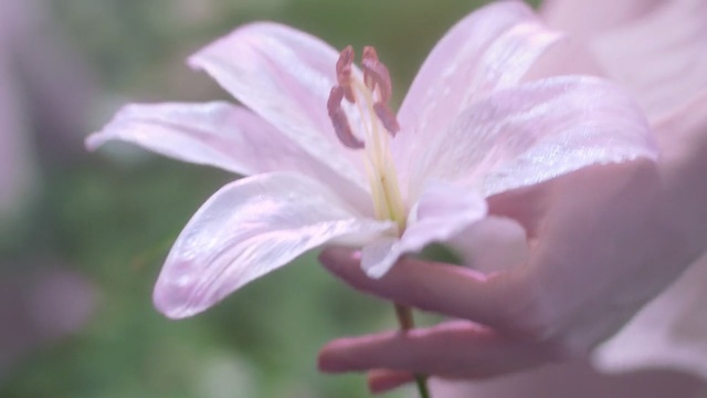 Video Reference: flower, flora, plant, lilac, petal, wildflower, lily, spring, plant stem