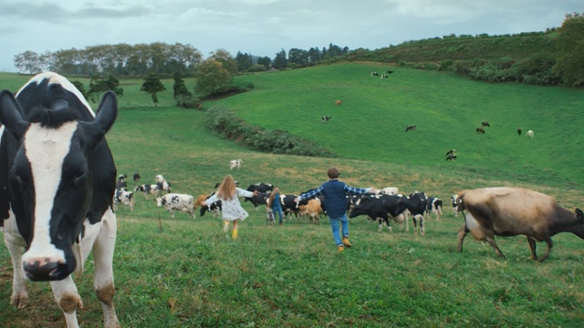 Video Reference: grassland, pasture, cattle like mammal, dairy cow, grazing, herd, grass, field, rural area, meadow, Person