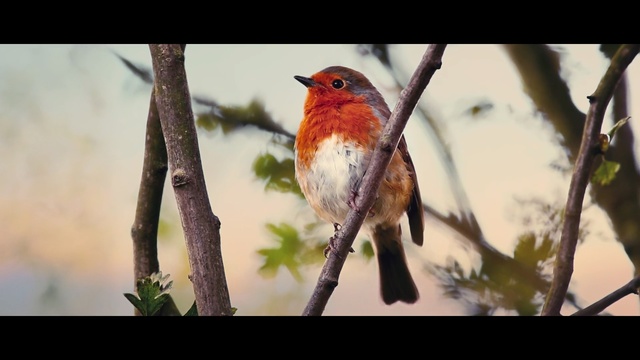 Video Reference: Bird, Vertebrate, European robin, Beak, robin, Old World flycatcher, Wildlife, Songbird, Perching bird, Adaptation