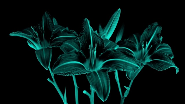 Video Reference: Black, Plant, Flower, Botany, Flowering plant, Petal, Leaf, Terrestrial plant, Graphics, Black-and-white