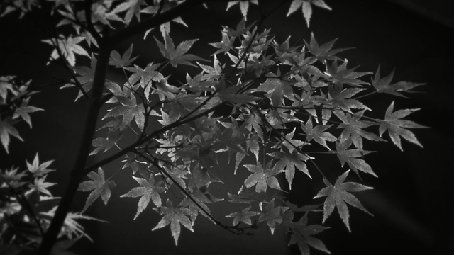 Video Reference: black and white, monochrome photography, leaf, flora, monochrome, tree, darkness, branch, plant, twig, Person