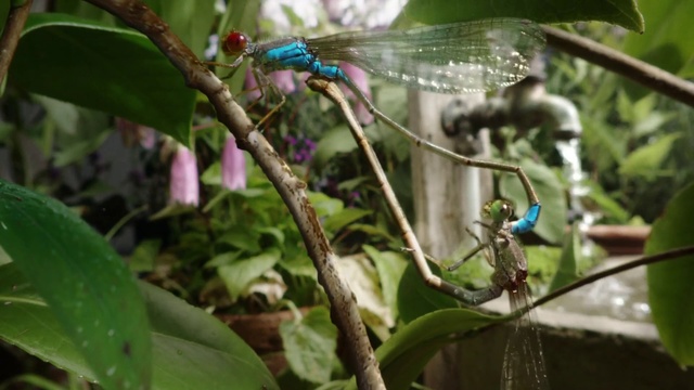 Video Reference: Dragonfly, Dragonflies and damseflies, Insect, Plant, Invertebrate, Terrestrial plant, Damselfly, Jungle, Organism, Hawker dragonflies
