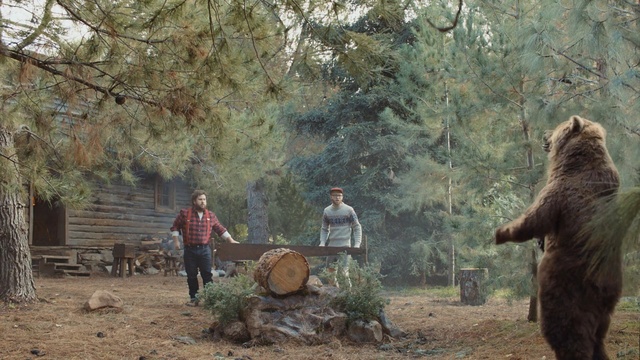 Video Reference: Tree, Brown bear, Adaptation, Plant, Wood, Woodland, Trunk, Person