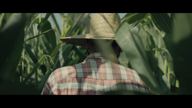 Video Reference: Leaf, Nature, Natural environment, Plant, Jungle, Grass family, Adaptation, Headgear, Organism, Crop
