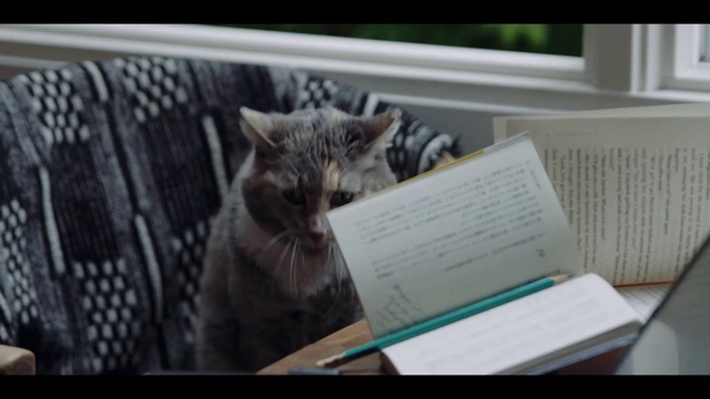 Video Reference: Cat, Mammal, Small to medium-sized cats, Felidae, Whiskers, Facial expression, Domestic short-haired cat, Carnivore, Asian, Tabby cat