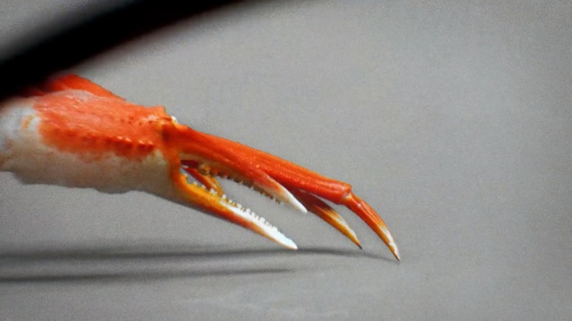 Video Reference: Krill, Crab, Botan shrimp, Seafood, Decapoda, Crustacean, Invertebrate, Claw, Food, Caridean shrimp