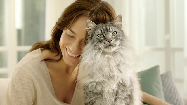 Video Reference: Cat, Mammal, Small to medium-sized cats, Felidae, Siberian, Whiskers, Norwegian forest cat, Domestic long-haired cat, British longhair, Carnivore