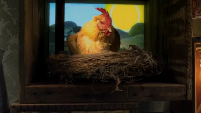 Video Reference: chicken, rooster, galliformes, bird, poultry, beak, livestock, Person