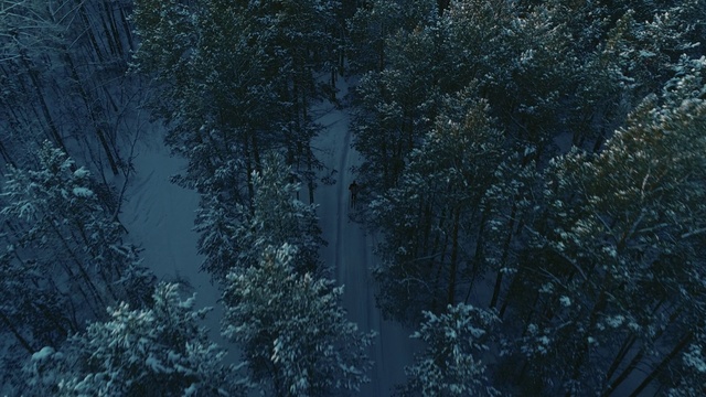 Video Reference: Blue, Tree, Forest, Green, Natural environment, Tropical and subtropical coniferous forests, Biome, Atmospheric phenomenon, Sky, Spruce-fir forest