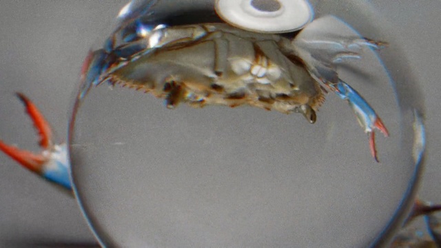 Video Reference: Food