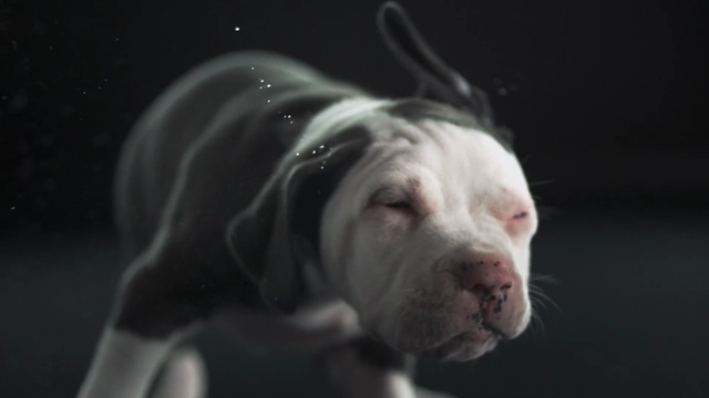 Video Reference: dog breed, dog like mammal, dog, snout, carnivoran, american bulldog, non sporting group, dog breed group