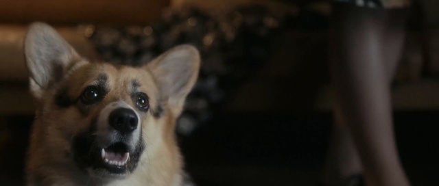 Video Reference: dog, dog like mammal, dog breed, mammal, welsh corgi, dog breed group, snout, pembroke welsh corgi, carnivoran, Person