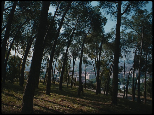 Video Reference: Tree, Forest, Nature, Woodland, Natural environment, Natural landscape, Tropical and subtropical coniferous forests, Old-growth forest, Biome, Grove