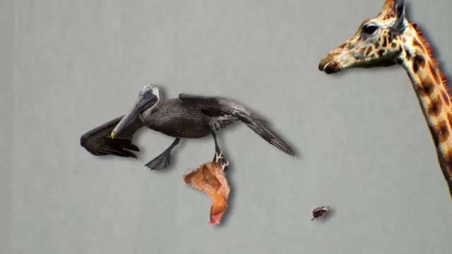 Video Reference: Giraffe, Giraffidae, Bird