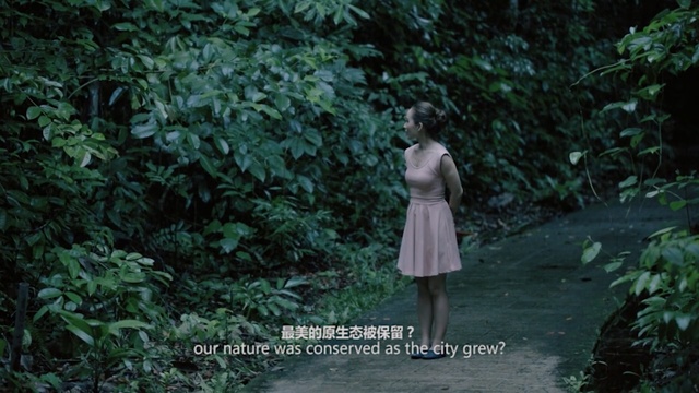 Video Reference: Nature, Forest, Natural environment, Vegetation, Jungle, Photograph, Green, Tree, Rainforest, Woodland