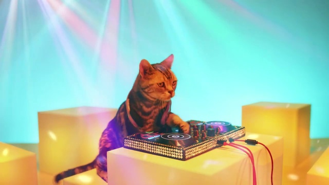 Video Reference: Cat, Felidae, Whiskers, Small to medium-sized cats, Electronic instrument, Carnivore, Kitten, Domestic short-haired cat