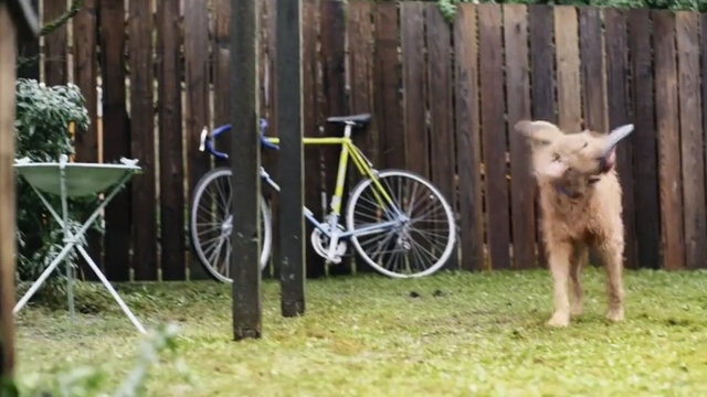 Video Reference: Canidae, Vehicle, Wildlife, Bicycle, Bicycle wheel, Carnivore