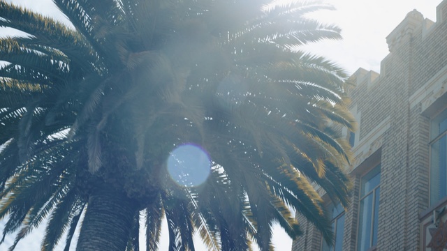 Video Reference: sky, tree, skyscraper, daytime, metropolis, winter, sunlight, freezing, building, computer wallpaper, Person
