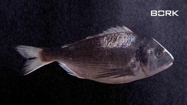 Video Reference: Fish, Fish, Organism, Tilapia, Bony-fish, Sole, Tail, Ray-finned fish