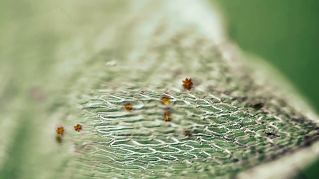 Video Reference: Macro photography, Close-up, Water, Organism, Leaf, Pollen, Plant, Insect, Adaptation, Photography