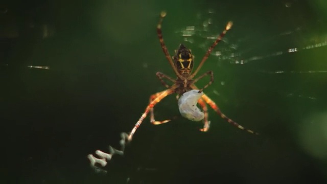 Video Reference: Spider web, Spider, Orb-weaver spider, Invertebrate, Macro photography, Arachnid, Araneus, Tangle-web spider, Araneus cavaticus, Organism, Person