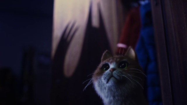 Video Reference: Cat, Whiskers, Small to medium-sized cats, Felidae, Blue, Snout, Carnivore, Eye, Norwegian forest cat, Darkness