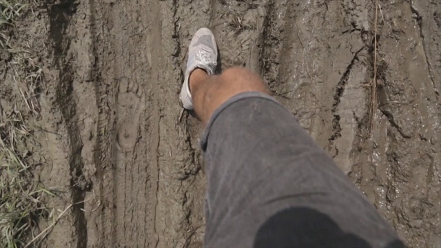 Video Reference: Tree, Geology, Trunk, Leg, Rock, Wood, Plant, Soil, Formation, Shoe
