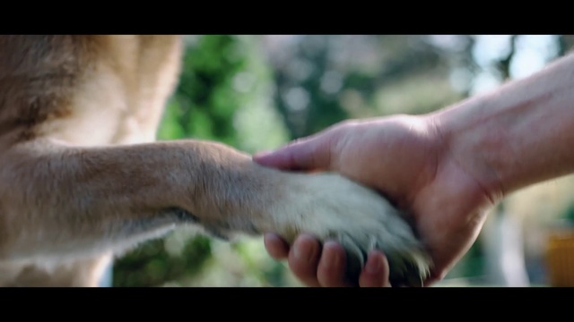 Video Reference: Wildlife, Hand, Felidae, Snout, Grass, Adaptation, Finger, Nail, Fur, Fawn