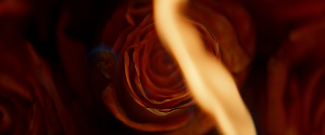 Video Reference: Red, Orange, Light, Yellow, Close-up, Rose, Flower, Petal, Rose family, Plant