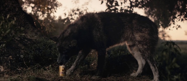 Video Reference: Wildlife, Snout, Canidae, Tree, Terrestrial animal, Wolf, Carnivore, Suidae, Plant, Coyote