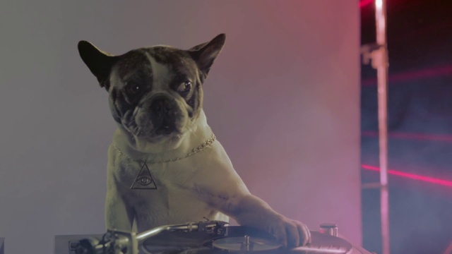 Video Reference: Dog, Canidae, Dog breed, French bulldog, Snout, Carnivore, Non-Sporting Group, Fawn, Companion dog, Boston terrier