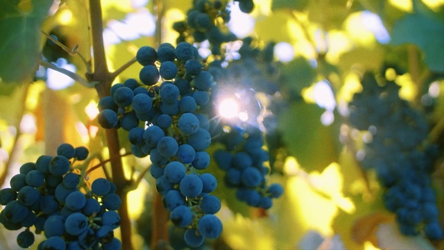 Video Reference: Grape, Seedless fruit, Grapevine family, Plant, Fruit, Blue, Flower, Flowering plant, Vitis, Yellow