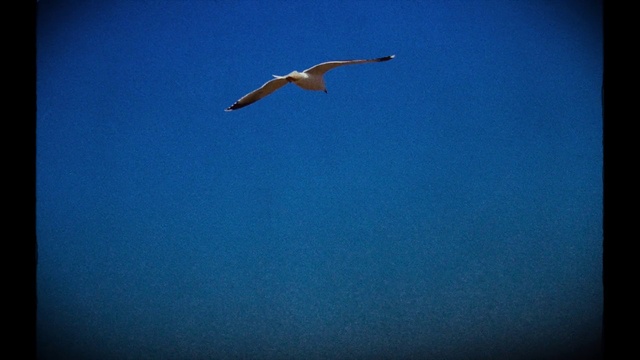 Video Reference: Bird, Atmosphere, Sky, Beak, Feather, Seabird, Wing, Wind, Electric blue, Cloud