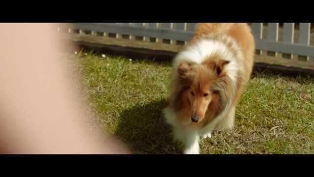 Video Reference: Dog, Mammal, Vertebrate, Canidae, Scotch collie, Shetland sheepdog, Dog breed, Rough collie, Collie, Carnivore, Person