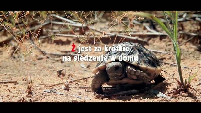 Video Reference: Reptile, Tortoise, Turtle, Pond turtle, Adaptation, Terrestrial animal, Box turtle, Gopher Tortoise, Eastern box turtle, Wildlife