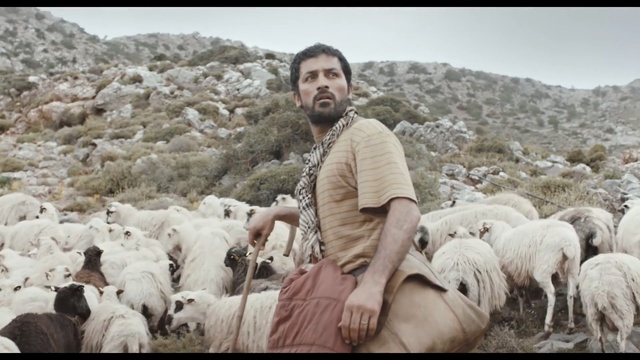 Video Reference: Herd, Sheep, Sheep, Herder, Shepherd, Goatherd, Goats, Livestock, Herding, Cow-goat family