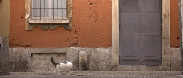 Video Reference: small to medium sized cats, wall, window, cat, door, house, home, cat like mammal, facade, alley