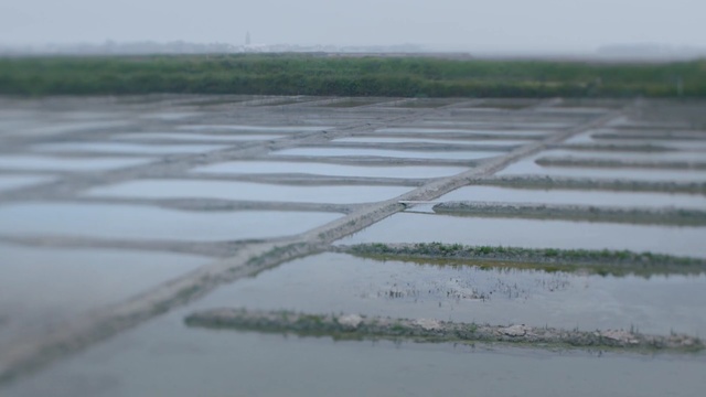 Video Reference: Salt evaporation pond, Paddy field, Water, Tidal marsh, Lacustrine plain, Wetland, Field, Polder, Agriculture