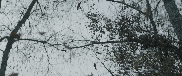 Video Reference: Branch, Tree, Twig, Woody plant, Atmospheric phenomenon, Leaf, Plant, Black-and-white, Monochrome photography, Sky