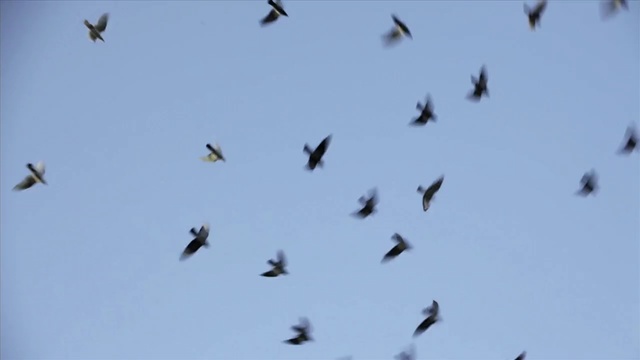 Video Reference: flock, bird migration, bird, sky, animal migration, fauna, beak, shorebird, crane like bird
