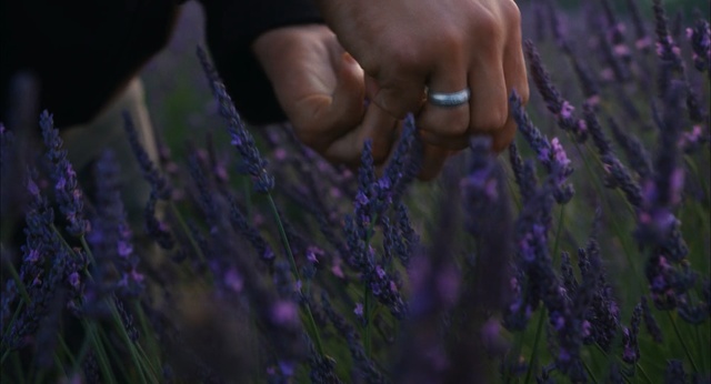 Video Reference: lavender, lavender, purple, english lavender, violet, flower, plant, close up, grass, spring